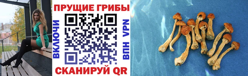 Псилоцибиновые грибы Magic Shrooms Звенигово